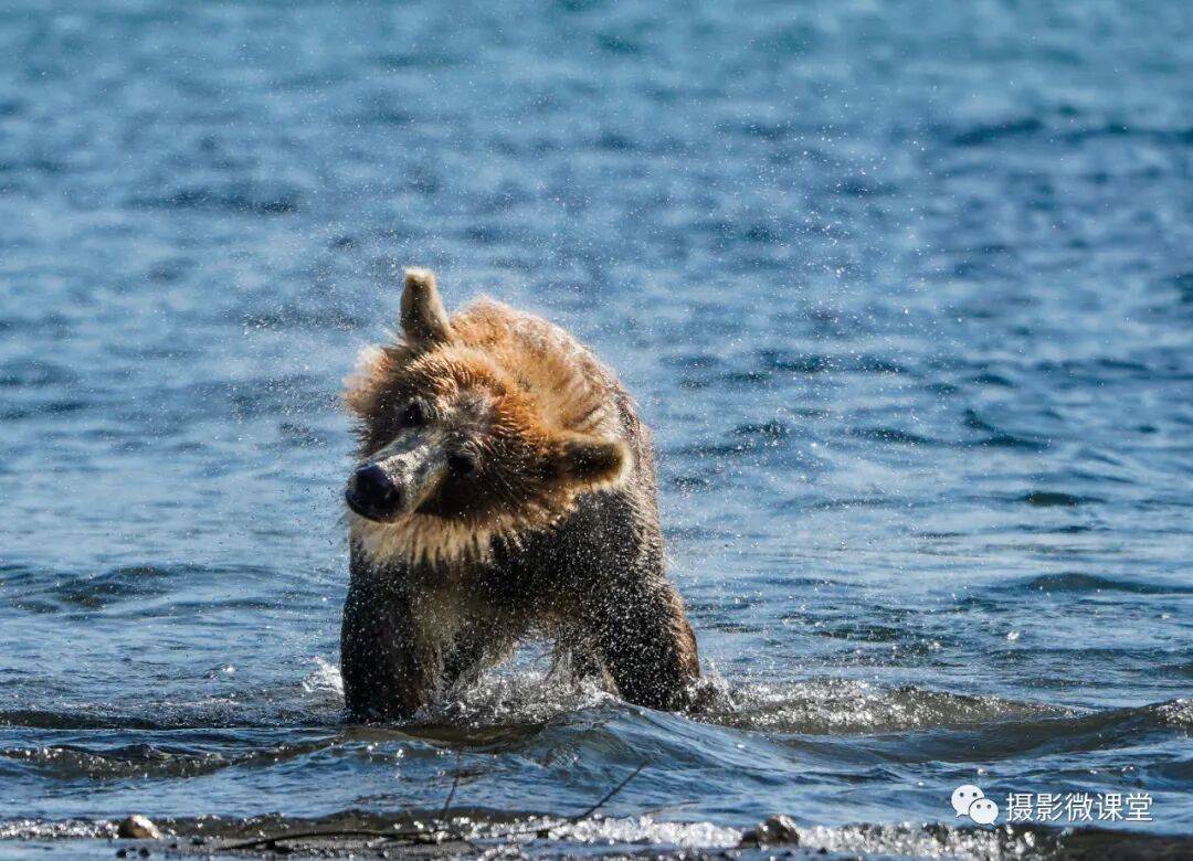 岛棕熊捕鱼、白令海峡寻拍鲸鱼及自然风光专