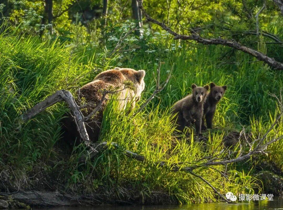 岛棕熊捕鱼、白令海峡寻拍鲸鱼及自然风光专业摄影团冰球突破网站【远东探险丨勘察加】7月野性堪察加半(图5)
